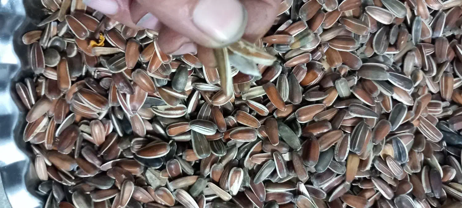 تخمه افتاب گردان|حراج|کدکن, |دیوار