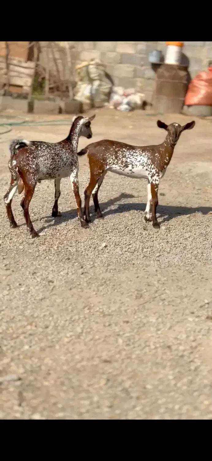 بز نژاد|حیوانات مزرعه|مشهد, ابرغن|دیوار