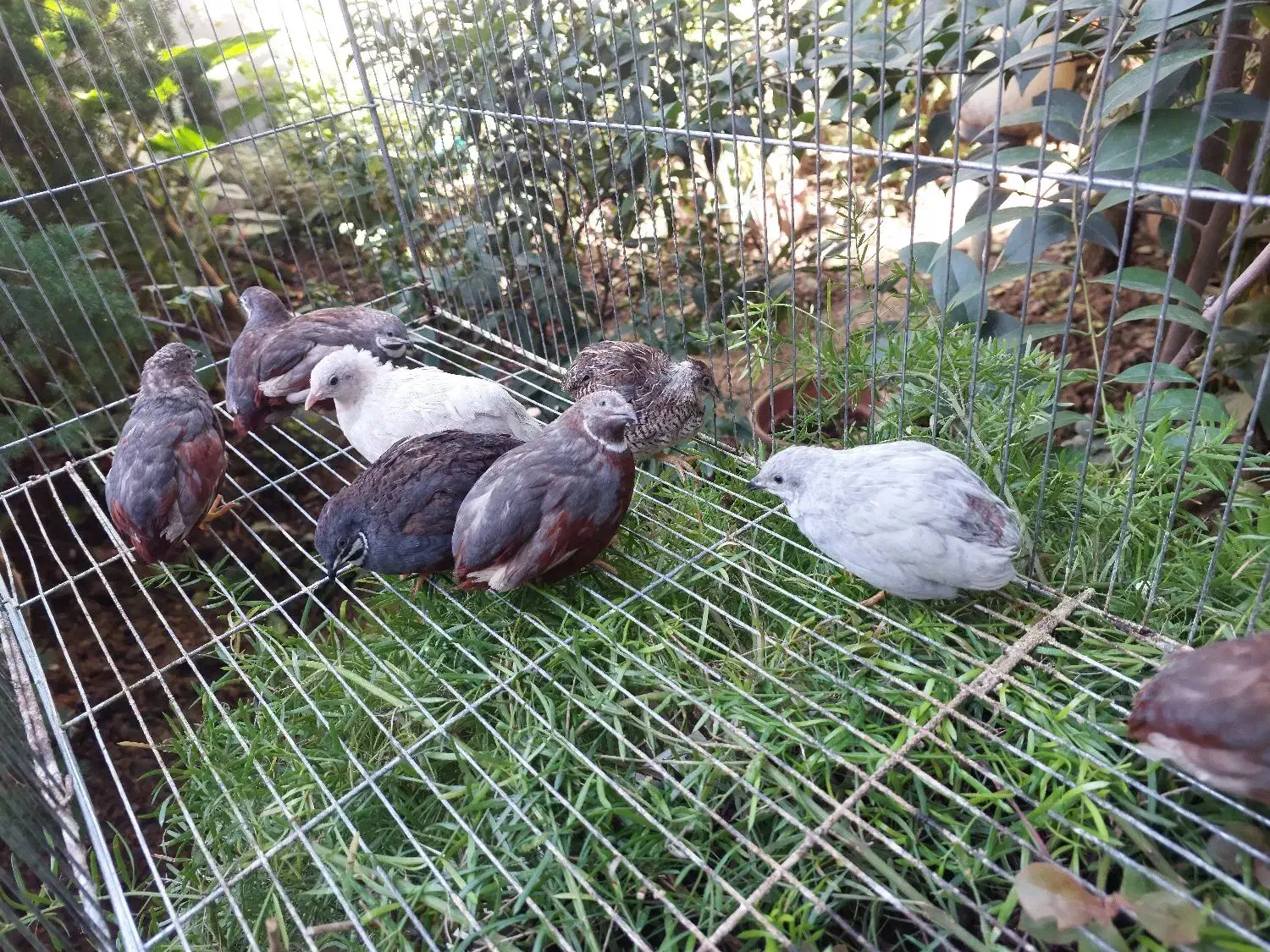 بلدرچین مینیاتوری|پرنده|قائم‌شهر, |دیوار