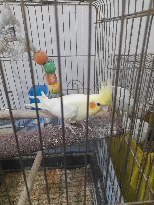 جوجه لوتینو دونخور|پرنده|گرمدره, |دیوار