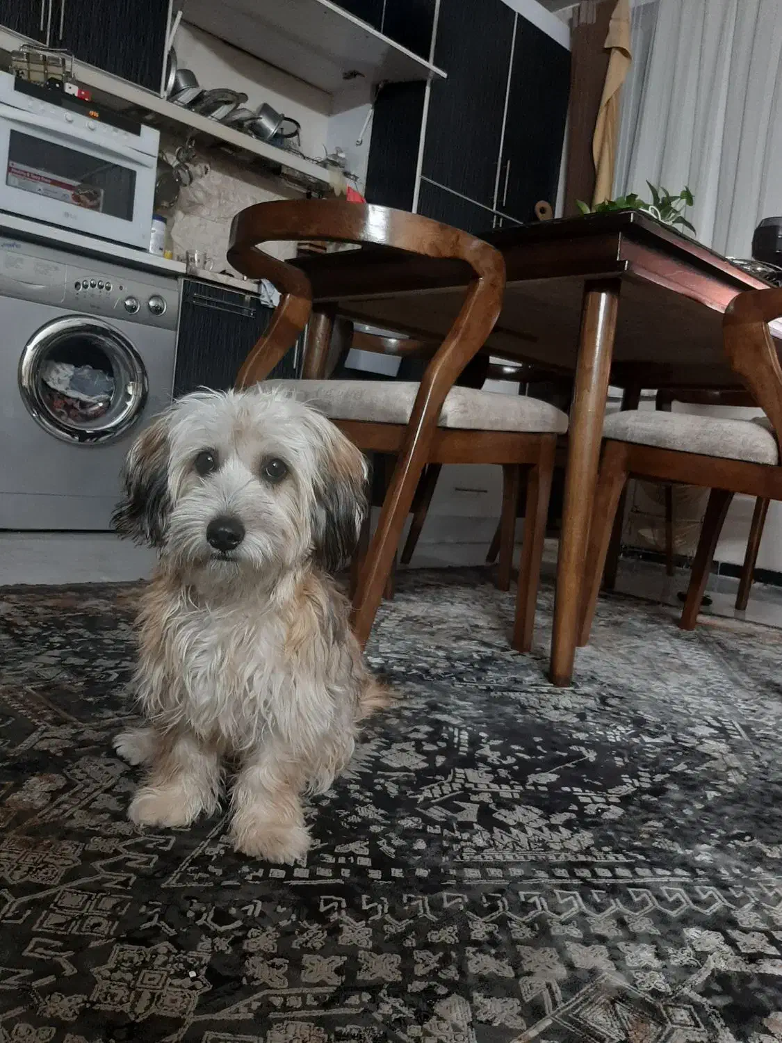 واگذار حیوان خانگی|سگ|فردیس, فردیس|دیوار