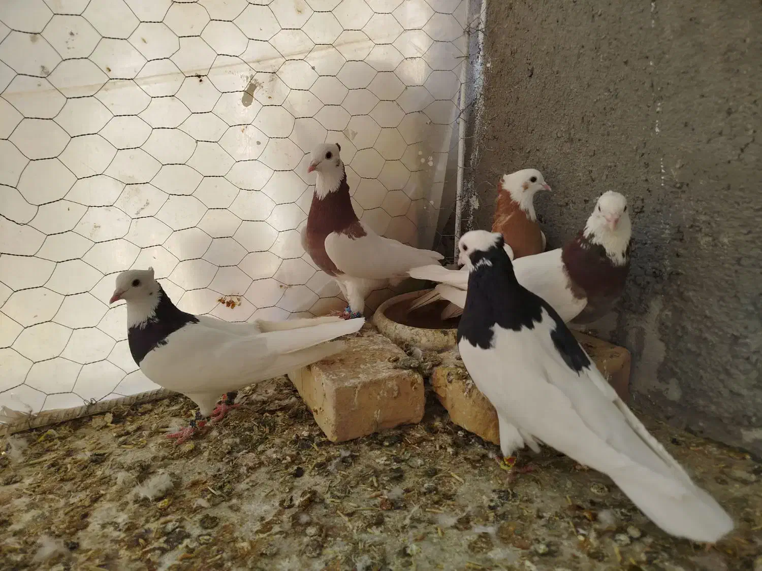 طوقی(قاین)|پرنده|بیرجند, |دیوار