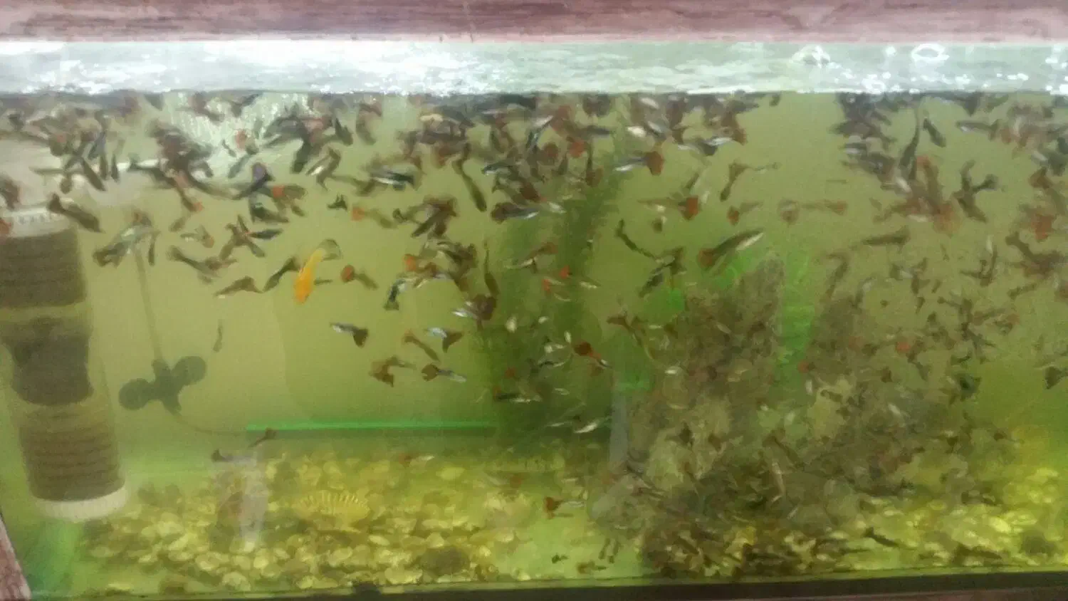 ماهی گوپی نژاددار مولد ممتاز|ماهی|رودهن, |دیوار