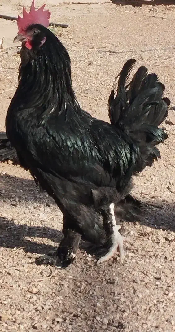 مرندی|حیوانات مزرعه|کرمان, |دیوار