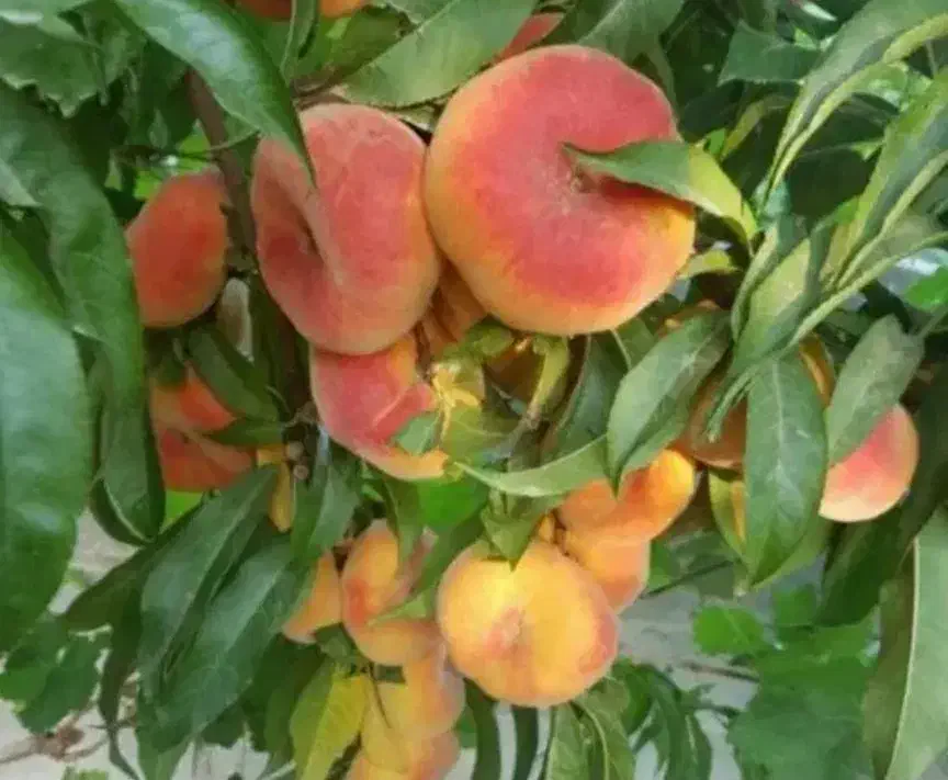 فروش تخصصی ترین نهال های غرب کشور|خدمات باغبانی و درختکاری|شاهین دژ, |دیوار