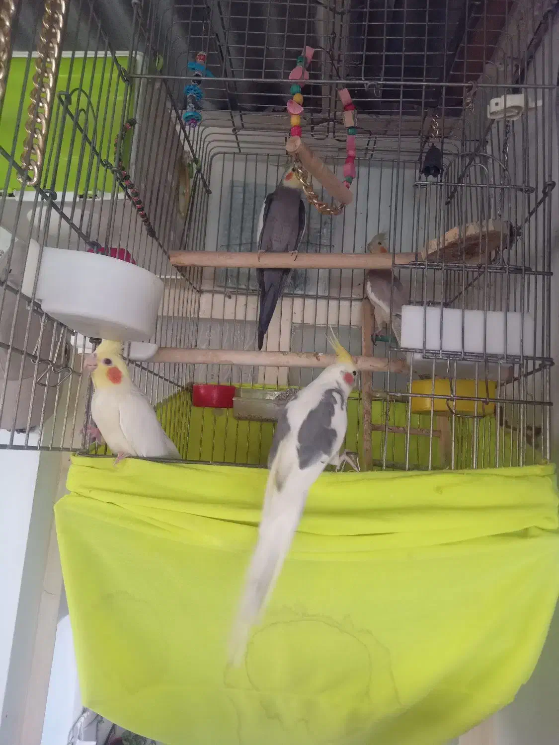 عروس هلندی|پرنده|پاکدشت, پاکدشت (مامازند)|دیوار