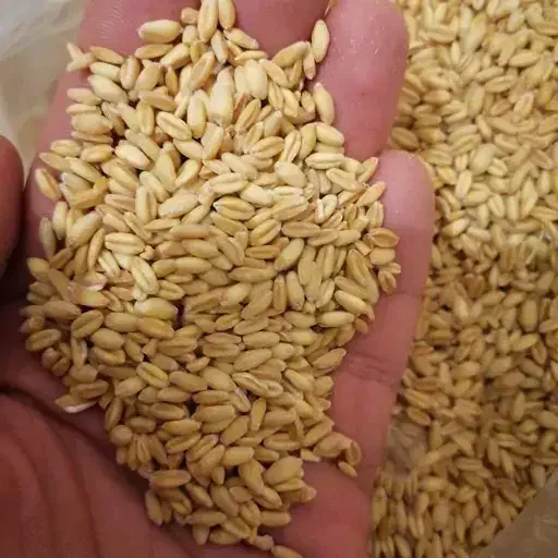 فروش گندم|حراج|جوین, |دیوار