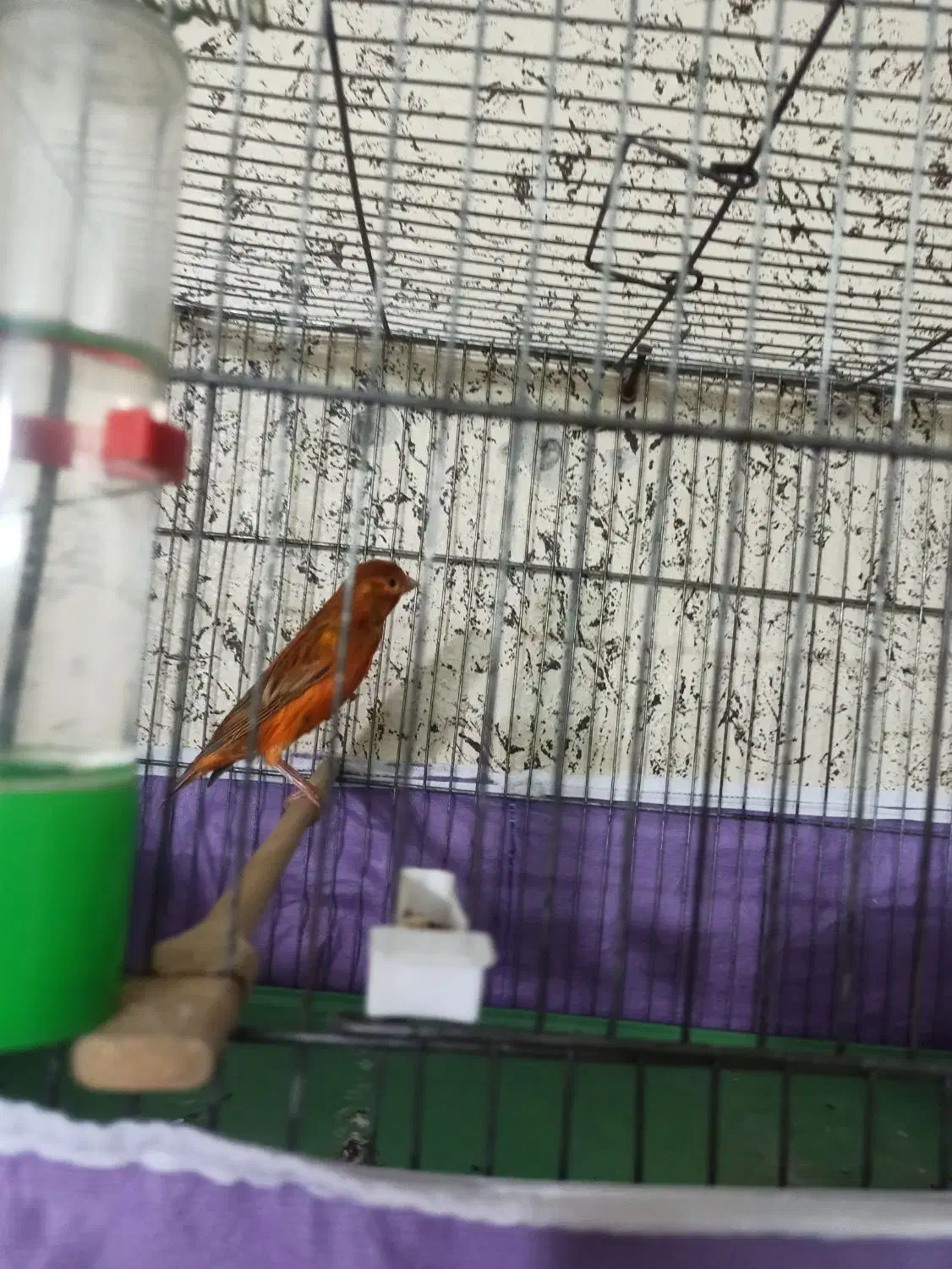 قناری سوخته ترکی|پرنده|شاهینشهر, طالقانی|دیوار