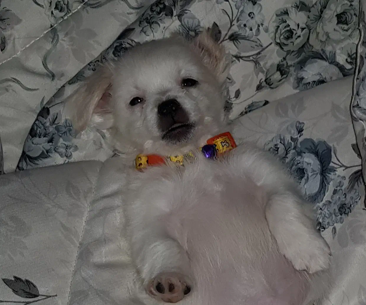 فروش اشپیتز|سگ|آبادان, |دیوار