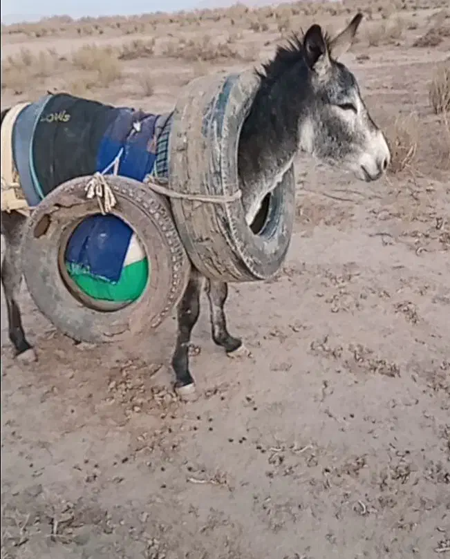 الاغ|حیوانات مزرعه|یامچی, |دیوار