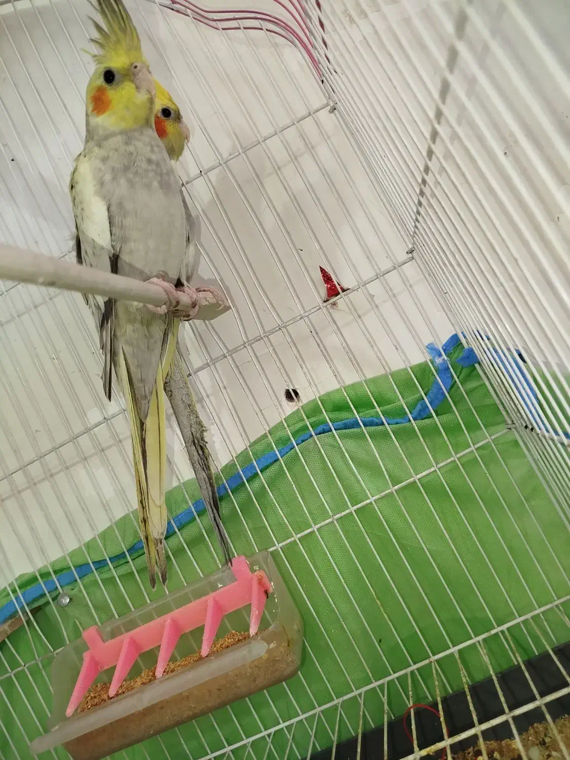 فروش عروس هلندی دستی|پرنده|اردکان, |دیوار