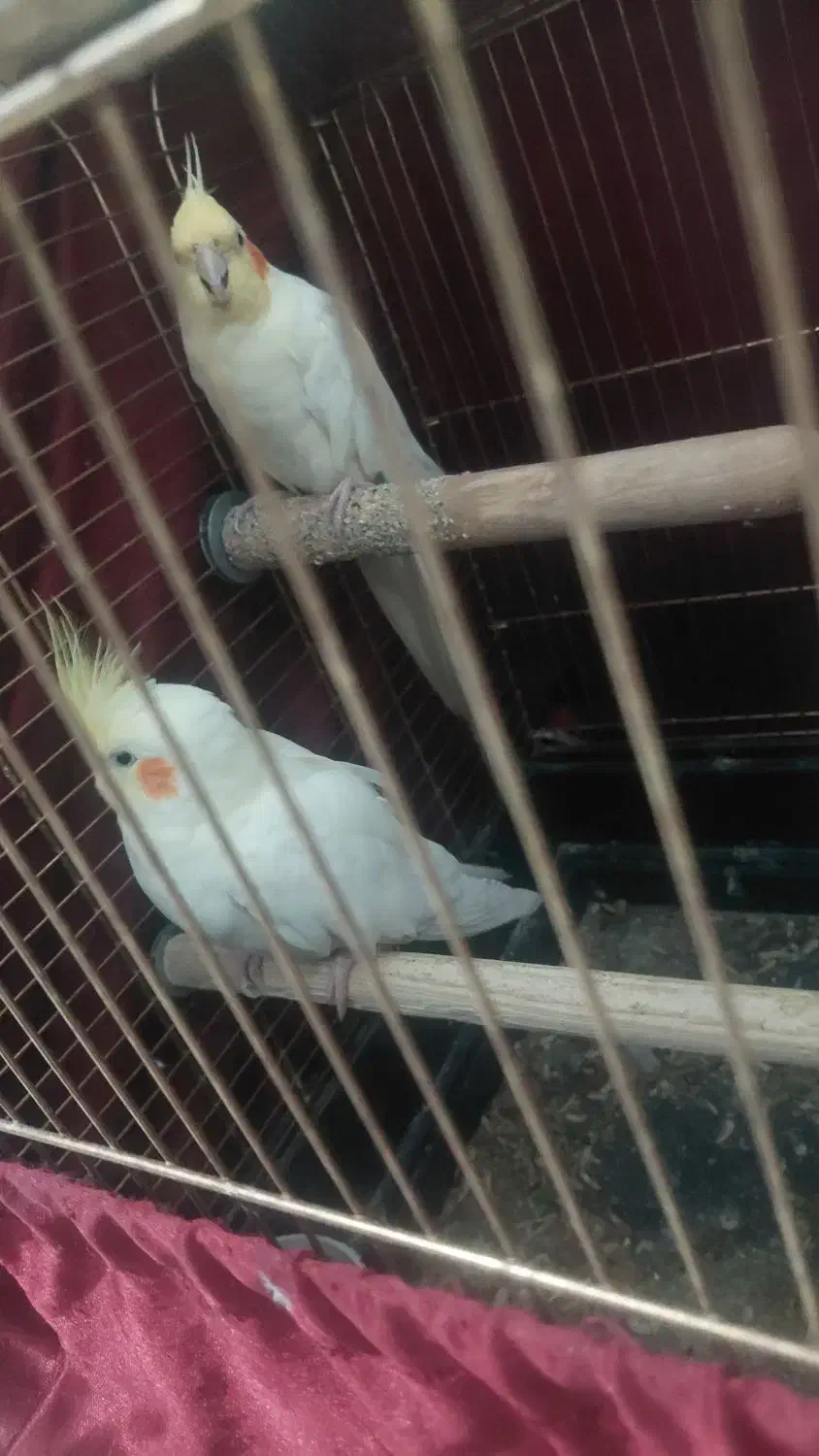 طوطی عروس هلندی و برزیلی|پرنده|ری, شهرری|دیوار