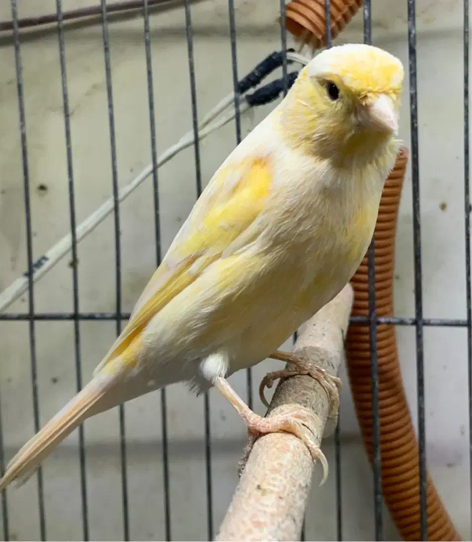 قناری نر قرص بخون|پرنده|چالوس, |دیوار