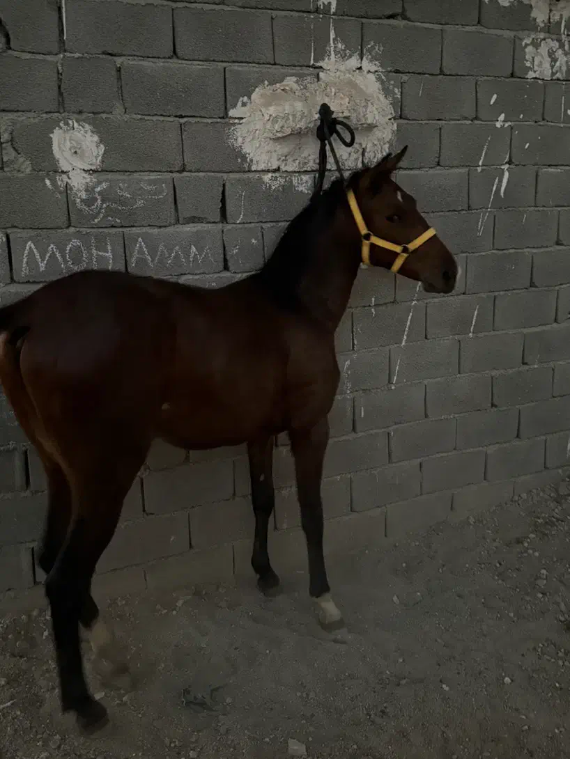 کره اسب نریان ۱۷ماهه|اسب و تجهیزات اسب‌سواری|تهران, خاوران|دیوار