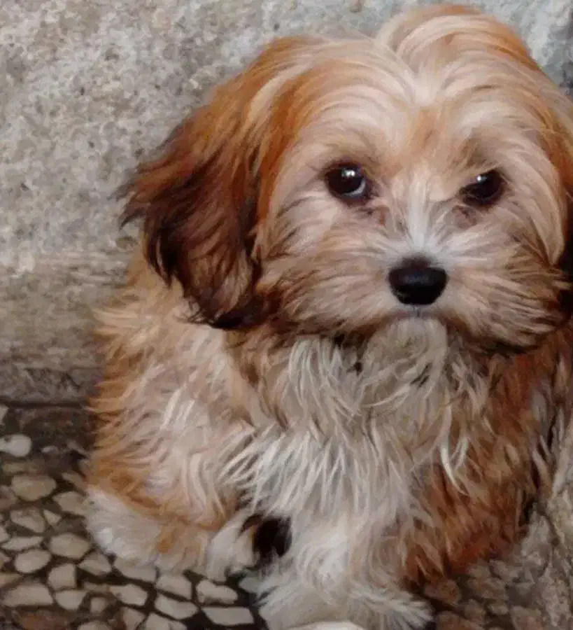 میکس شیتزو و پیکینیز|سگ|قائم‌شهر, |دیوار