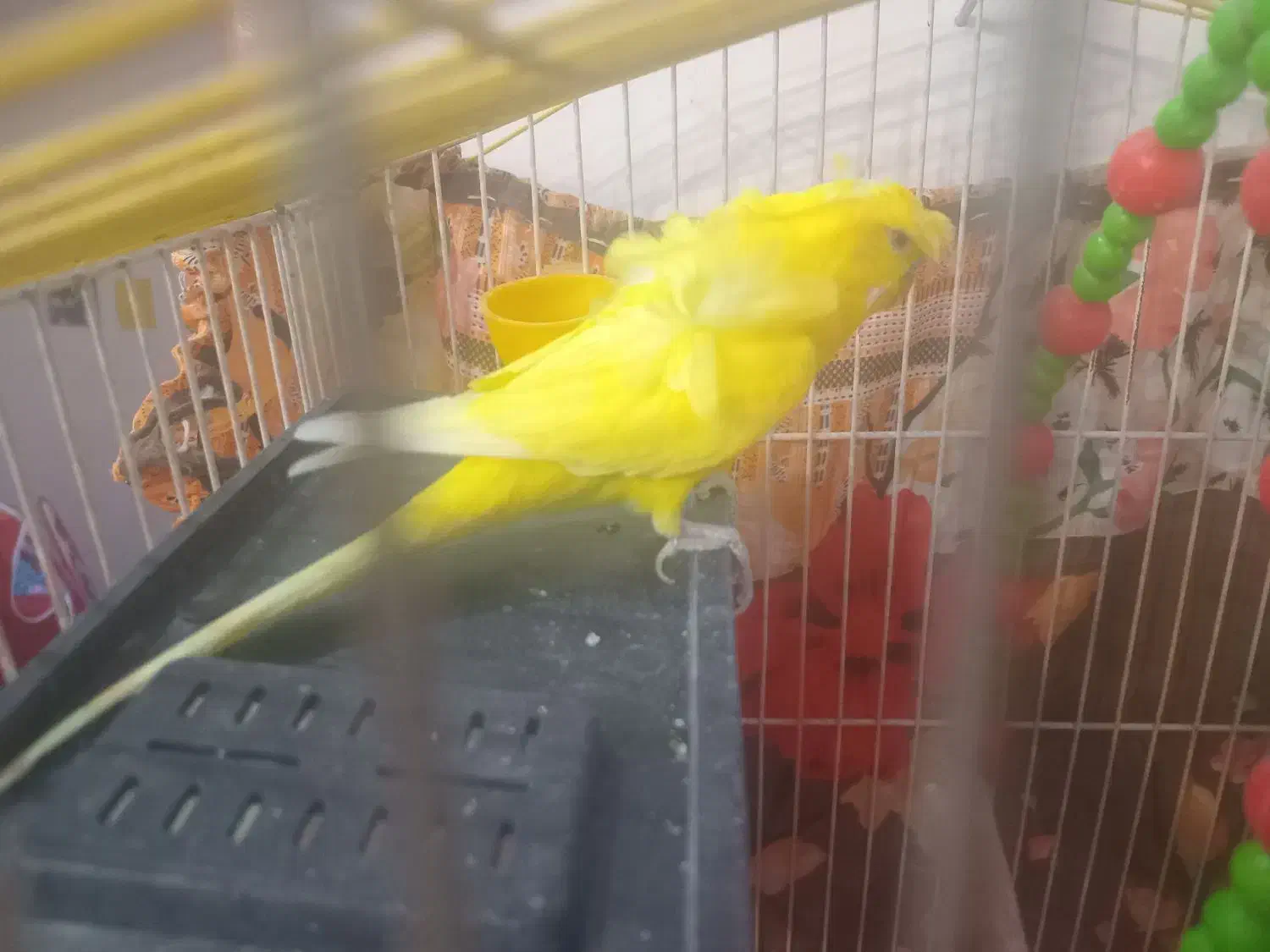 یک عدد مرغ عشق دوگل پروانه ای نر فول|پرنده|دورود, |دیوار