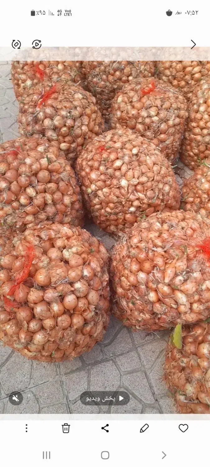 پیاز زرد|خوردنی و آشامیدنی|قشلاق دشت, |دیوار