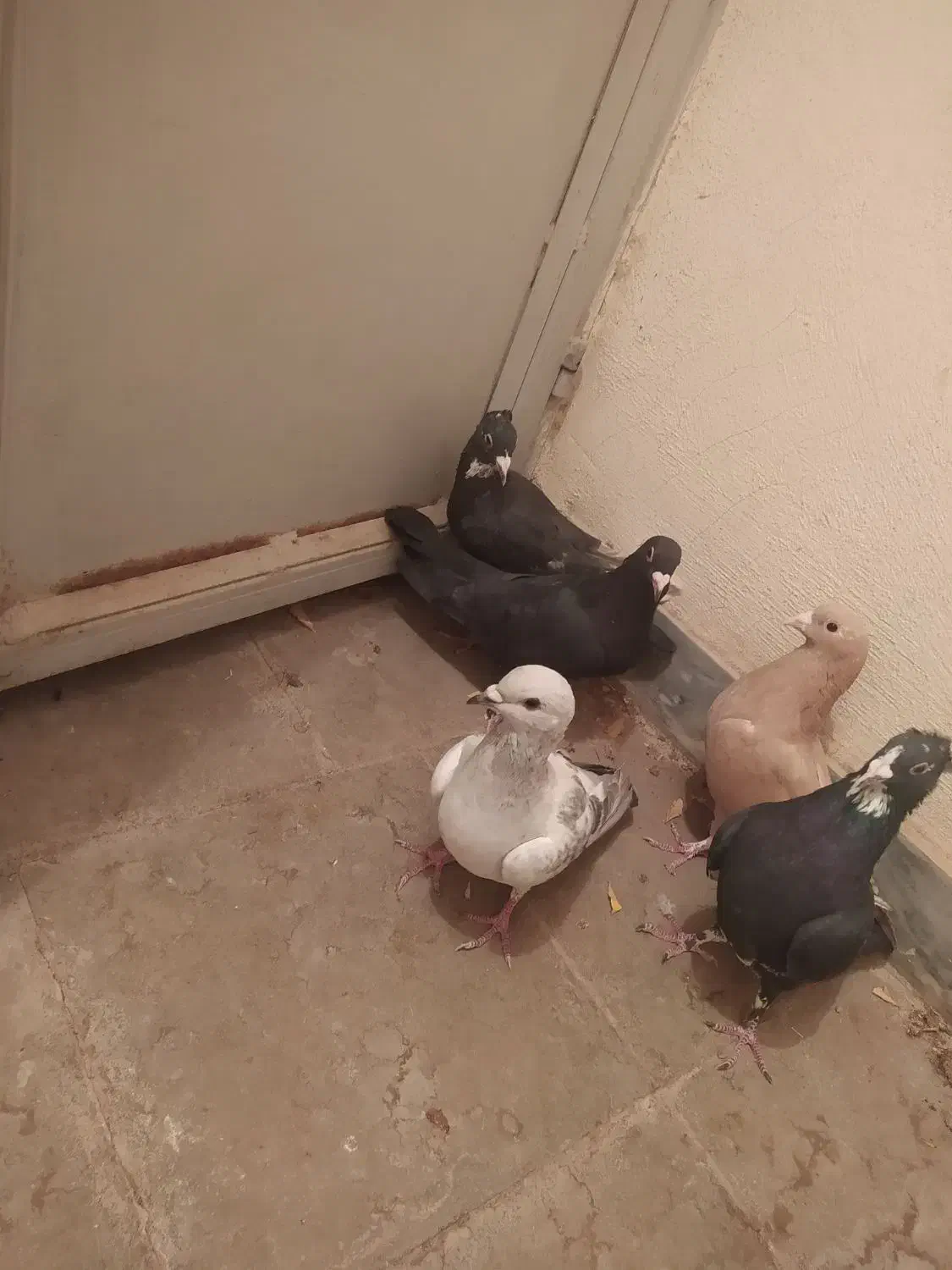 کبوتر.کفتر .پرنده|پرنده|راین, |دیوار