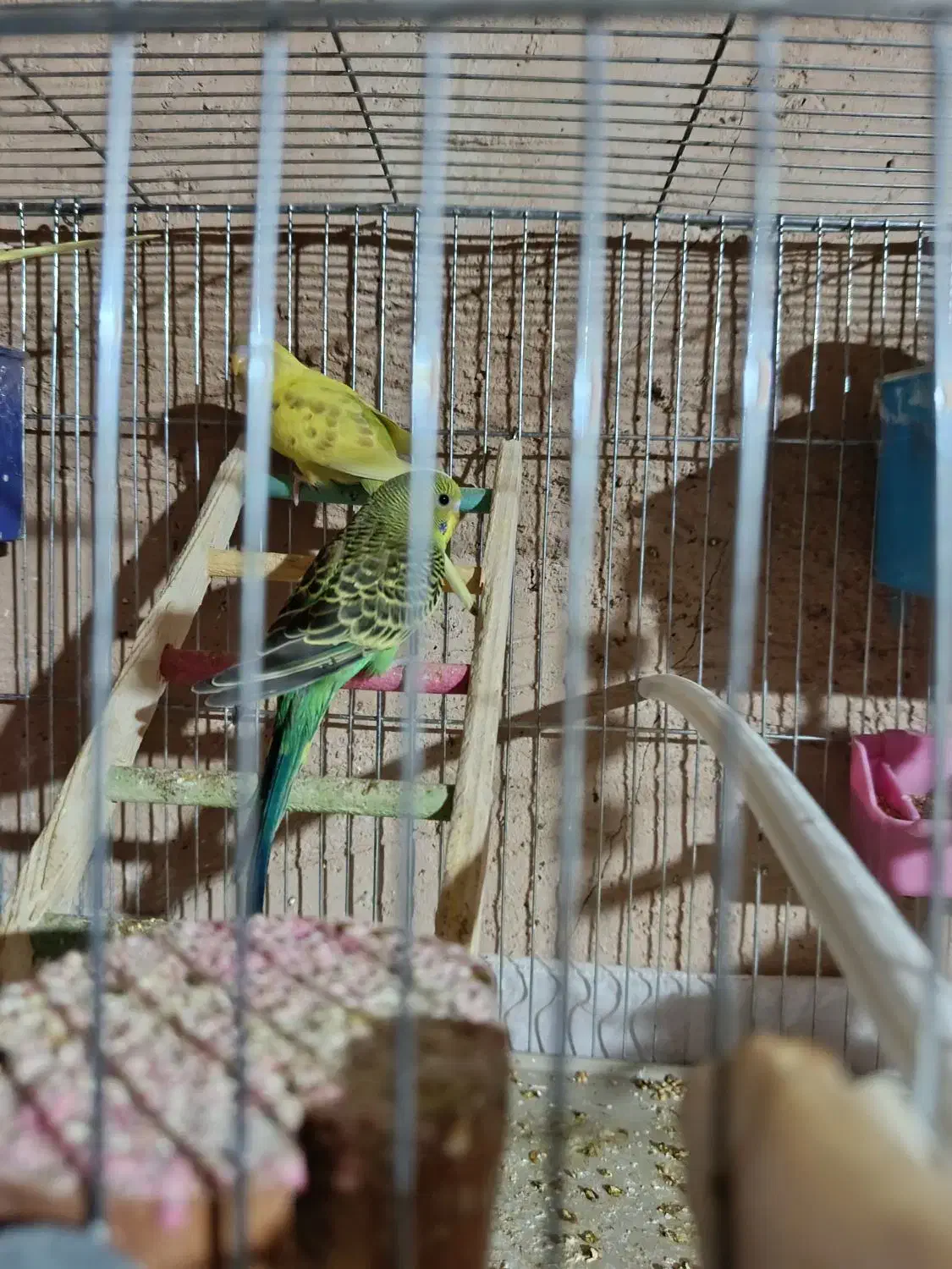 مرغ عشق ۱۱تا|پرنده|شیراز, دروازه قران|دیوار