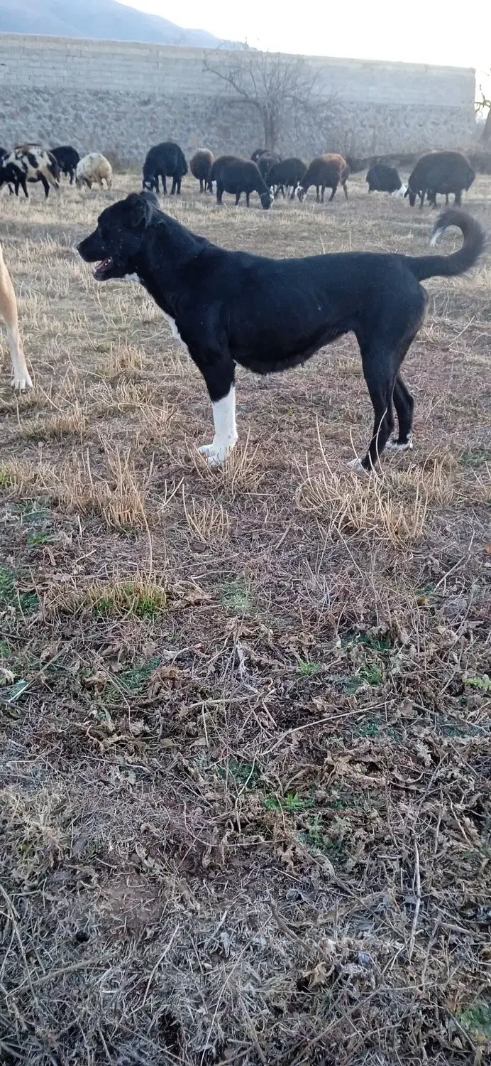 سگ ماده قدرجونی واگذار میشود|سگ|هیر, |دیوار