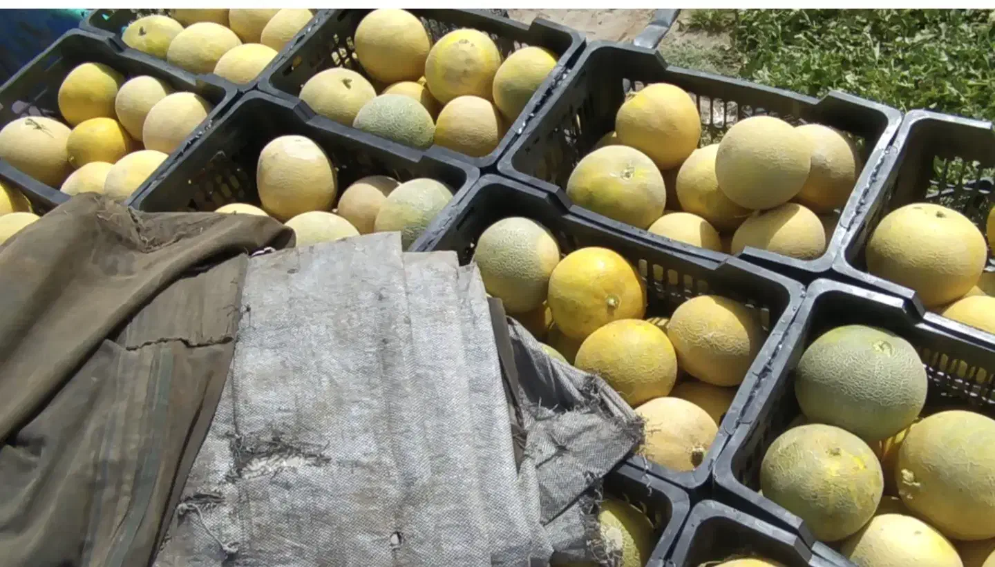 به تعدادی کارگر اتباع افغانی جهت کار شریکی کشاورزی|استخدام صنعتی، فنی، مهندسی|ایرانشهر, |دیوار