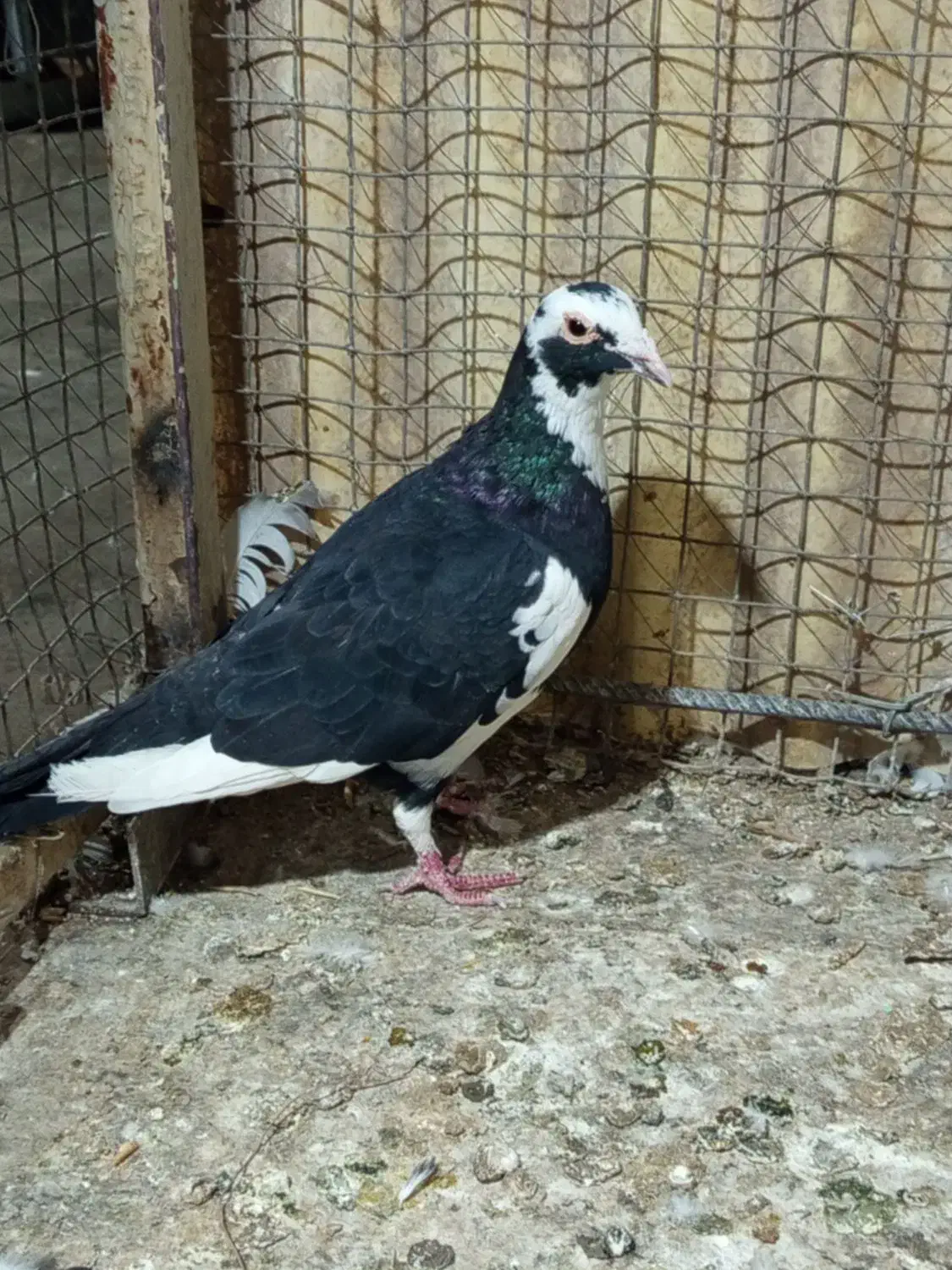 پلنگ|پرنده|نیشابور, کوی یغما|دیوار