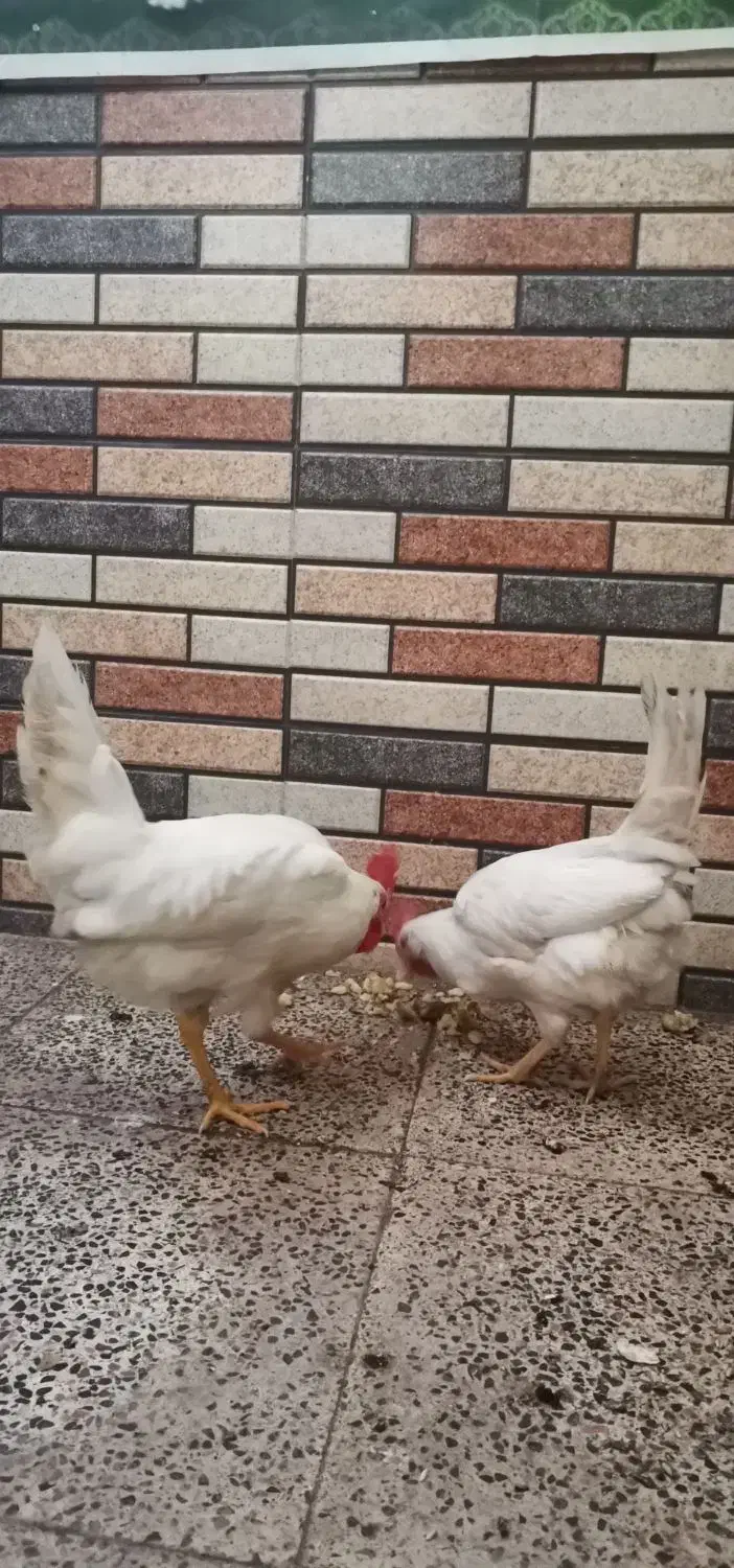 دوعددخروس|حیوانات مزرعه|قم, ولیعصر|دیوار