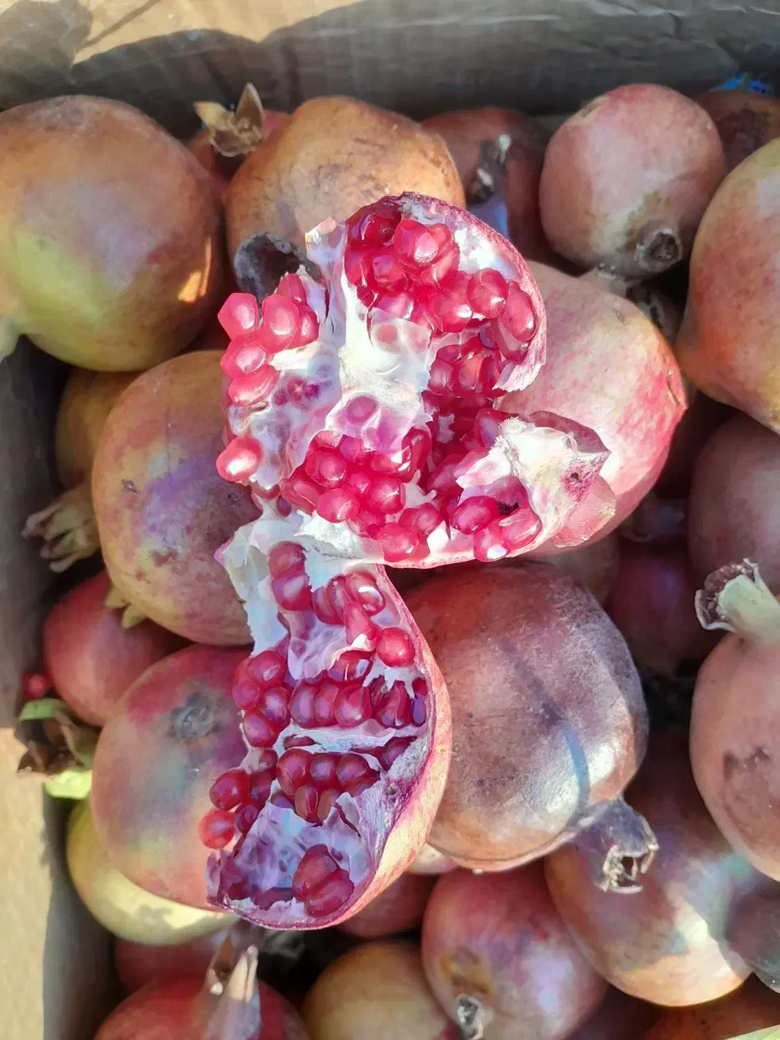 انار ربی|خوردنی و آشامیدنی|آباده, |دیوار