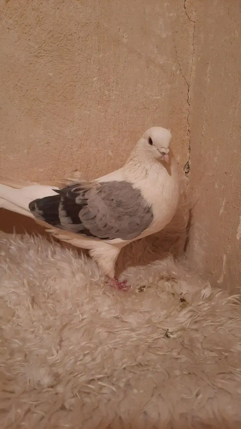 نردوکت سبز پرشی بازی دار|پرنده|خمینی‌شهر, |دیوار