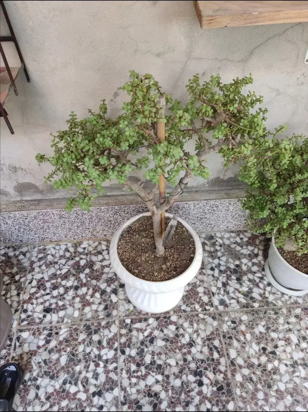 بونسای کراسوالا خرفه ای|گل و گیاه طبیعی|قم, هفت تیر|دیوار