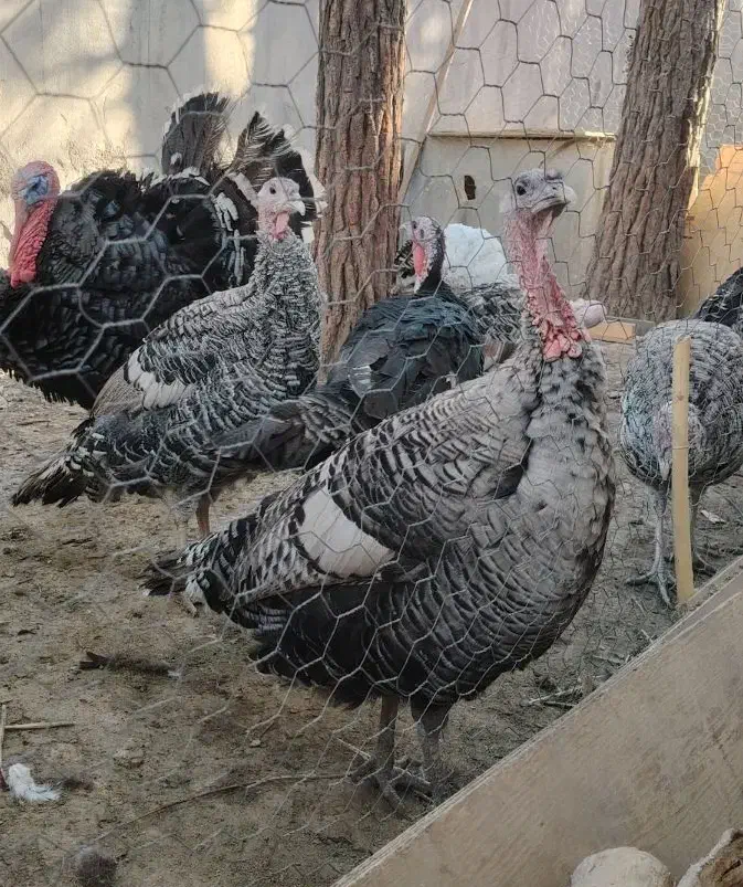 بوقلمون|حیوانات مزرعه|ساوه, |دیوار