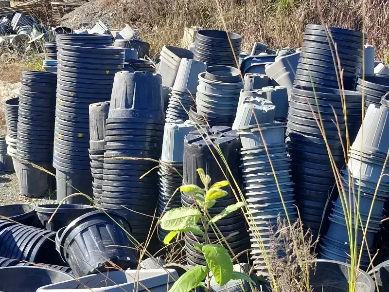 سبد میوه و گدان|عمدهفروشی|کلارآباد, |دیوار