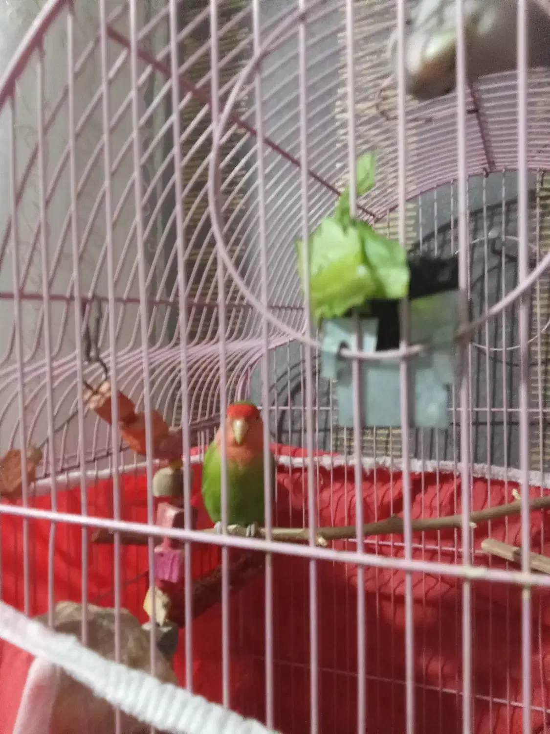 طوطی برزیلی      نر مست|پرنده|شیراز, وزیرآباد|دیوار