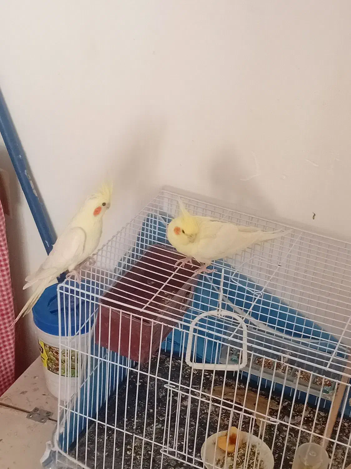 عروس هلندی|پرنده|جوین, |دیوار