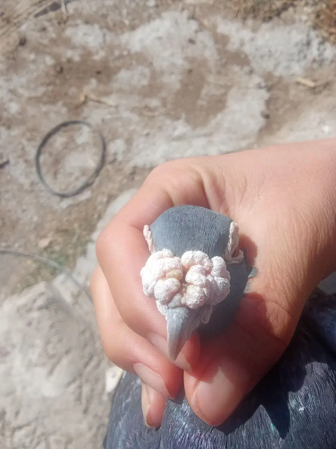 کبوتر|پرنده|اهر, |دیوار