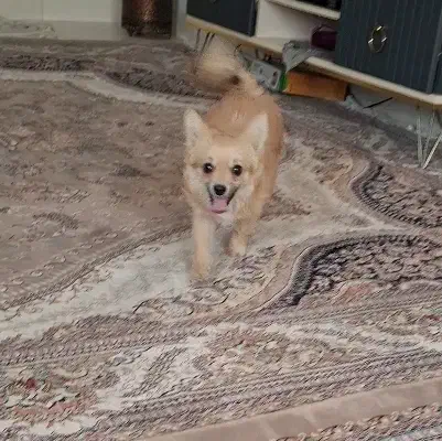 گمشده|حیوانات|نهاوند, |دیوار