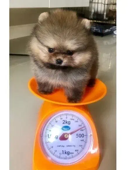 سگ پامر78روزه بسیار خاص وبی نظیر بمب مو تیکاپ|سگ|مشهد, وکیل‌آباد|دیوار