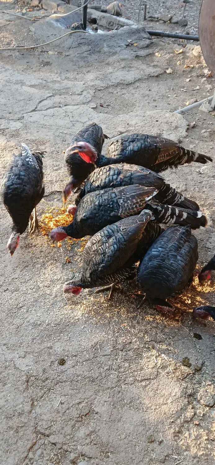 بوقلمون محلی|حیوانات مزرعه|شیروان (لرستان), |دیوار