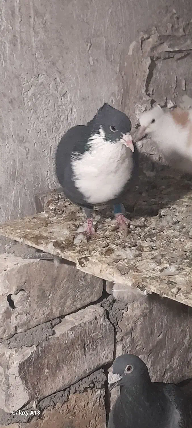 کبوتر|پرنده|سربیشه, |دیوار