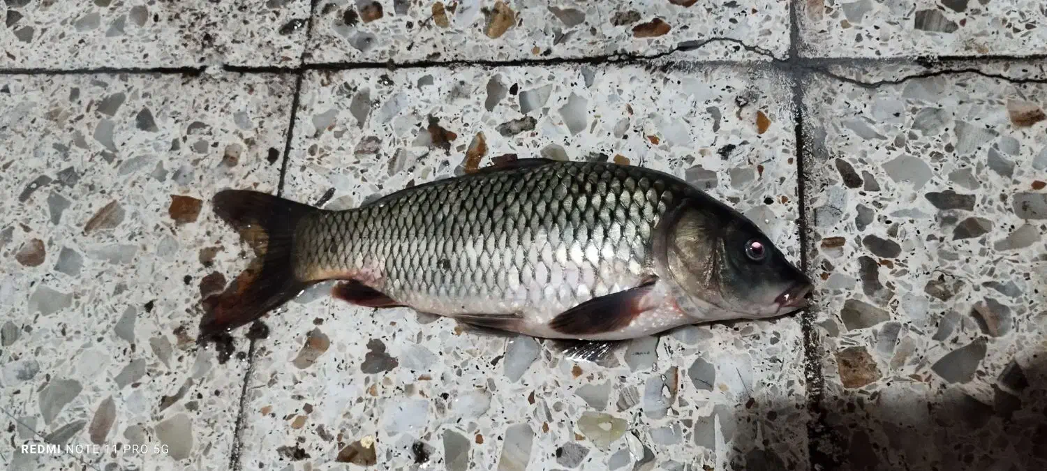 ساخت انواع طعمه و ریسه ماهیگیری (کپور)|ماهیگیری|دزفول, |دیوار