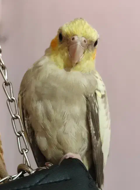 عروس هلندی ماده|پرنده|کارون, |دیوار