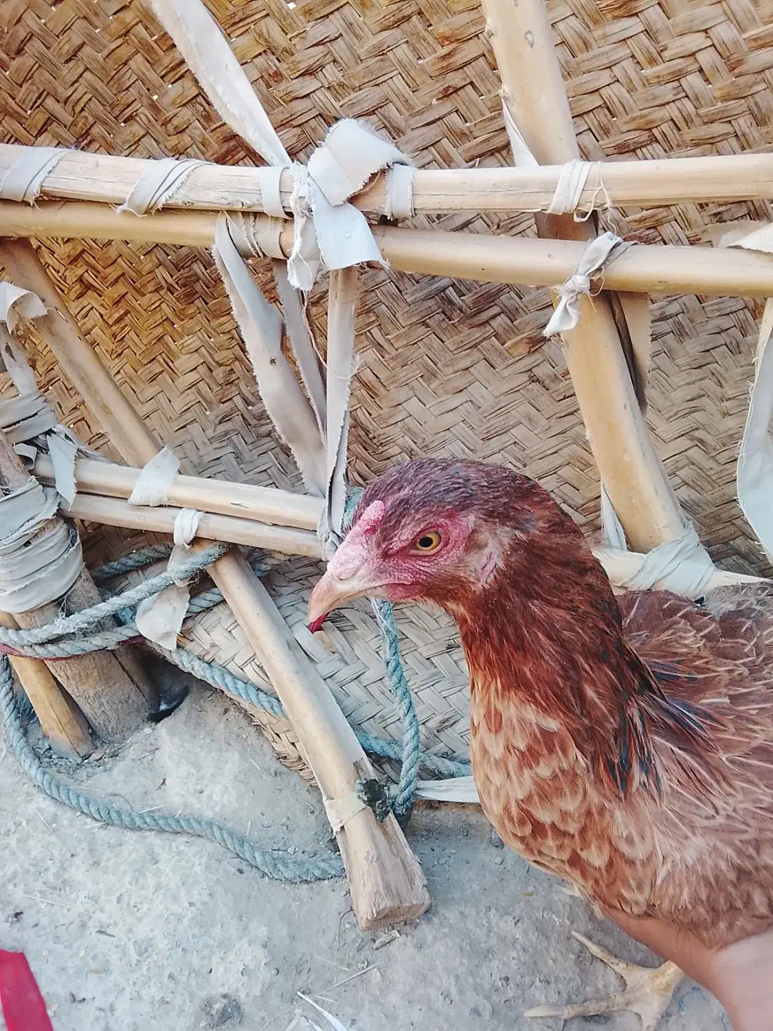 مرغ فروشی فوری ۴ عدد|حیوانات مزرعه|سراوان, |دیوار