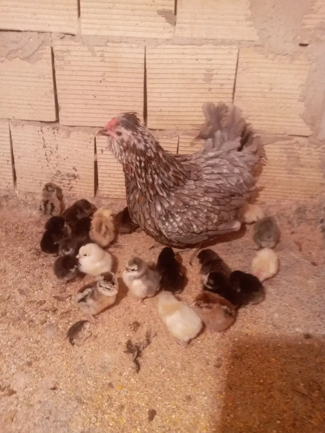 جوجه گلین اصل همراه مادر گیل|حیوانات مزرعه|فردیس, فردیس|دیوار