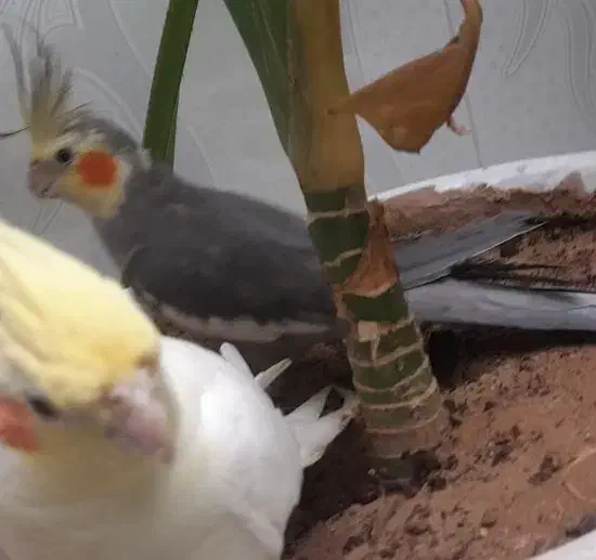 عروس هلندی مولد|پرنده|نیریز, |دیوار