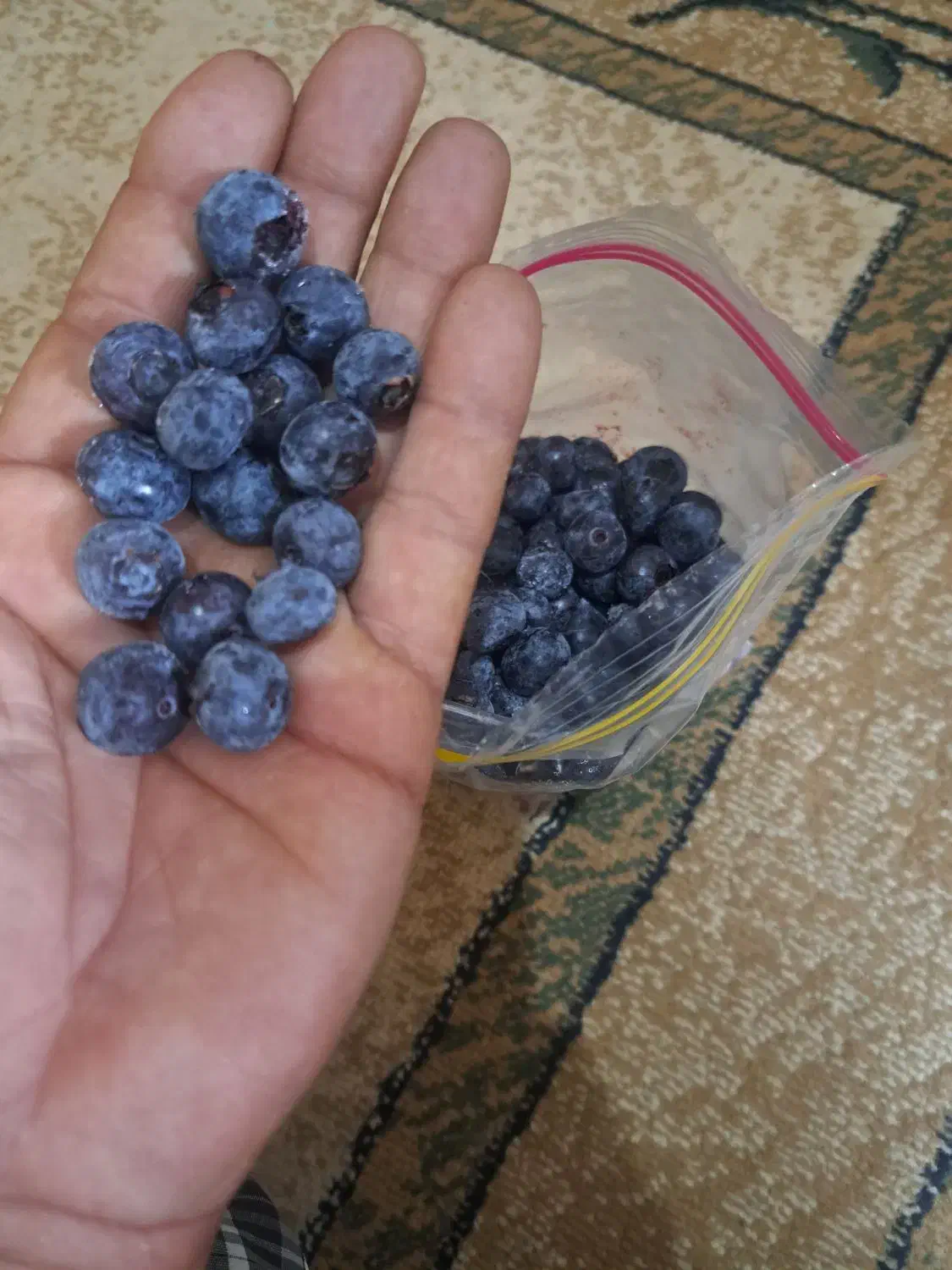 میوه بلوبری فریز شده|خوردنی و آشامیدنی|رشت, نخودچر|دیوار