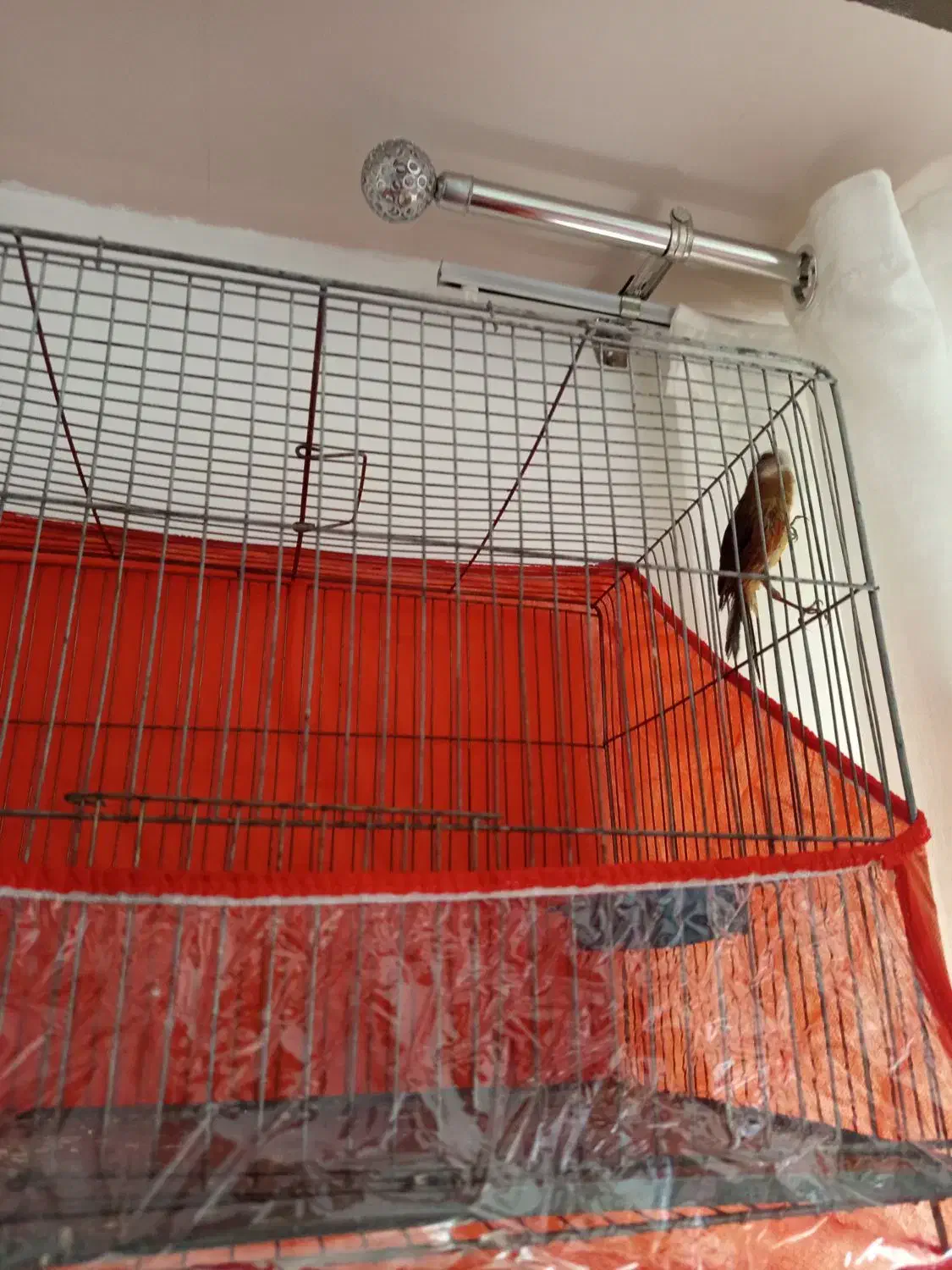 قناری بخون بخون|پرنده|کرمان, |دیوار