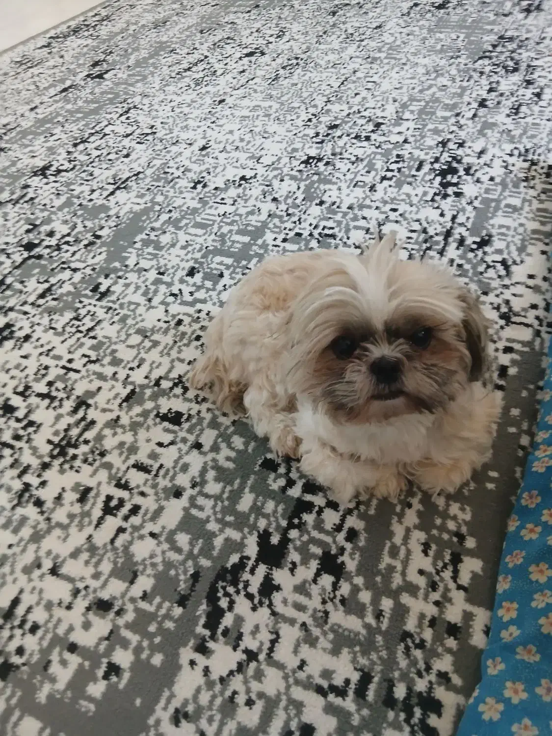 سگ شیتزو سوپر فلت|سگ|شهریار, اصیل آباد|دیوار