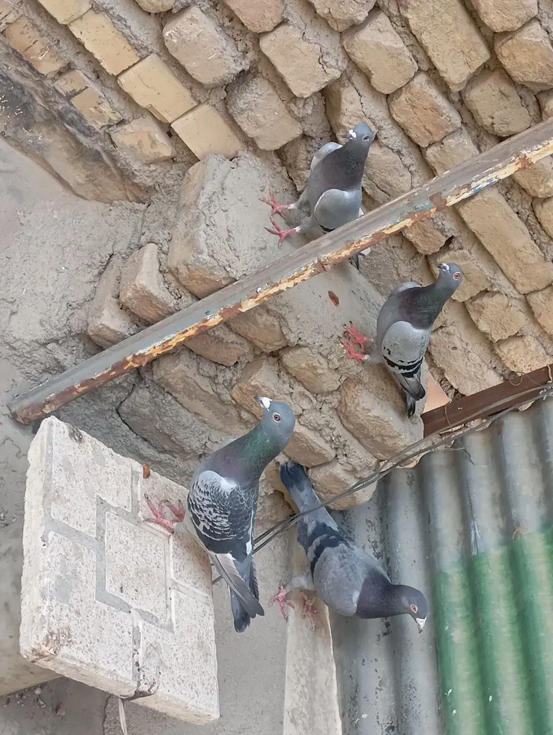 ۴عدد کبوتر آلمانی سبز وپولکی نر|پرنده|مشهد, کشف|دیوار