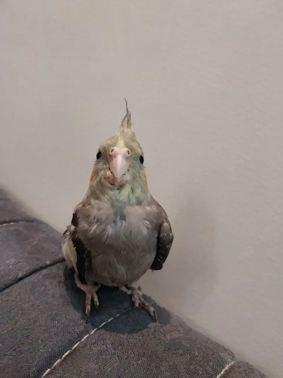 عروس هلندی دو ماهه|پرنده|تهران, هاشمی|دیوار