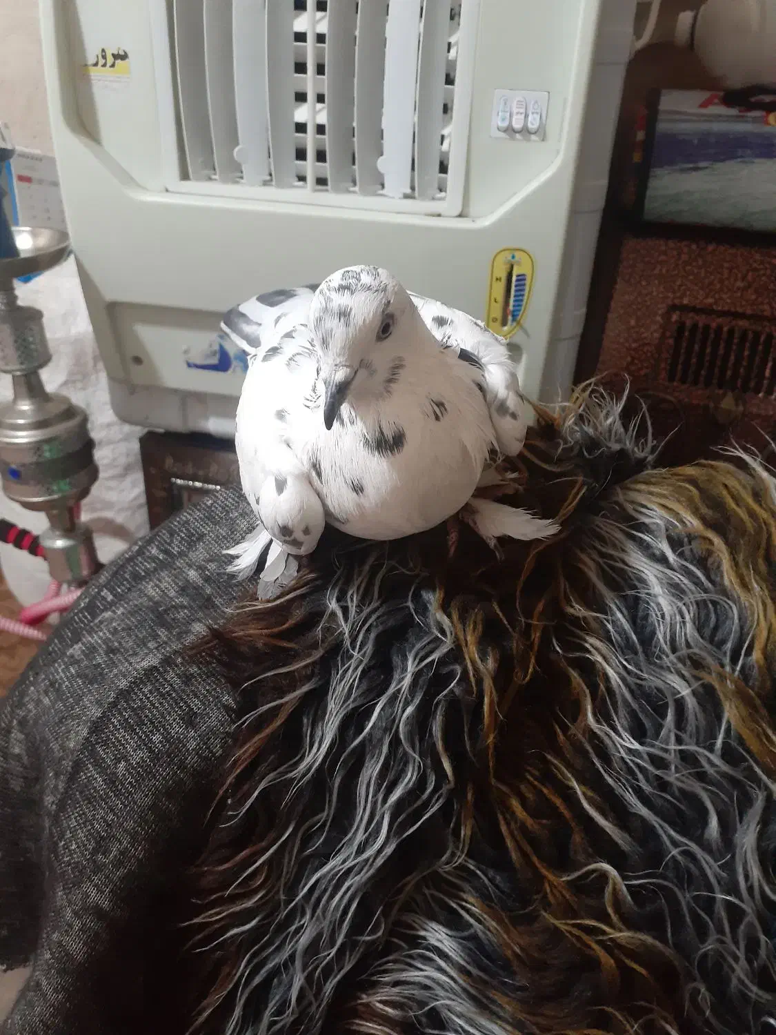 لوتی|پرنده|آذرشهر, |دیوار